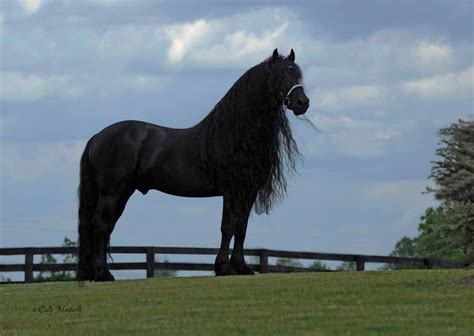 Pin by Emma H on Horses | Horses, Big horses, Beautiful horses