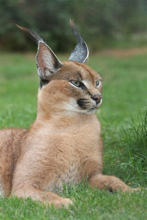 Still, mixed reviews among keepers may have you feeling optimistic about a journey into caracal keeping. Caracal - wilde Katze stockbild. Bild von carnivore, tanne ...