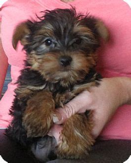 Get quotes for petting zoos in salem, new hampshire and book securely on gigsalad. Salem, NH - Yorkie, Yorkshire Terrier. Meet Tiny Town, a ...