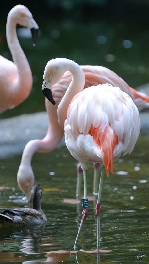 Flamengo vence o botafogo por 2 a 0 e se mantém 100%. Chile-Flamingos im Zoo Duisburg. (September 2011) - Tier ...