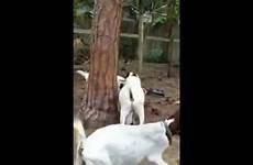 goat sex goats