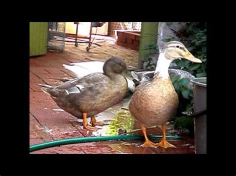 I know quite a few most of the breed of domestic ducks one would keep in the backyard do not fly very high or at all. Keeping Ducks in Backyards, A Ducks Life on a Sunday ...