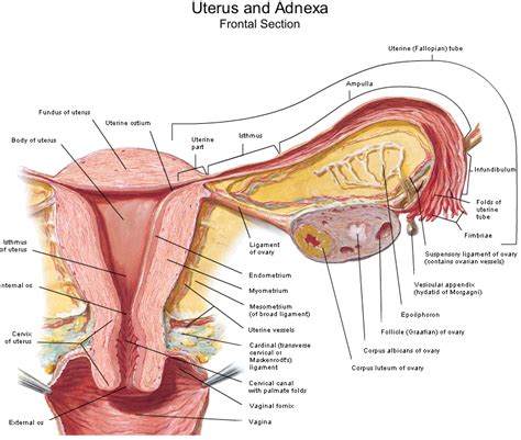 Pada postingan yang dibuat pada sabtu 5 september 2020, akun tersebut membagikan tangkapan layar dari anonim yang. Seks Sehat - Suami Istri Malam Pertama - Wanita Tercantik ...