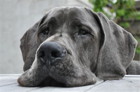 If not fed enough the great danes fall short at height great dane puppies at 3 to 6 months, should eat 4 to 8 cups of food divided into two meals everyday. How Much and Often to Feed a Great Dane | Cuteness