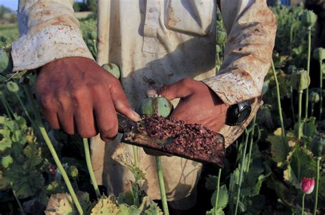 Los niños del opio de Afganistán - elcomercio.es