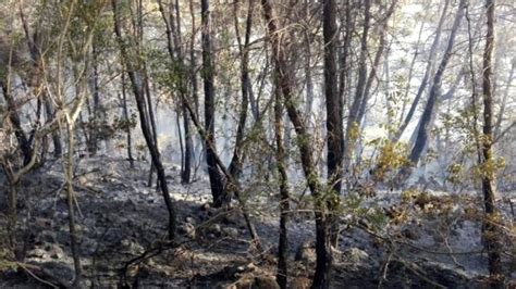 1 uçak, 4 helikopter bölgede. Son dakika: Manavgat'ta orman yangını - Haber