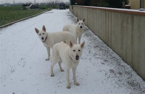 Well you're in luck, because here they come. Ti presento il Pastore Svizzero Bianco - BAIULAND Club Kennel