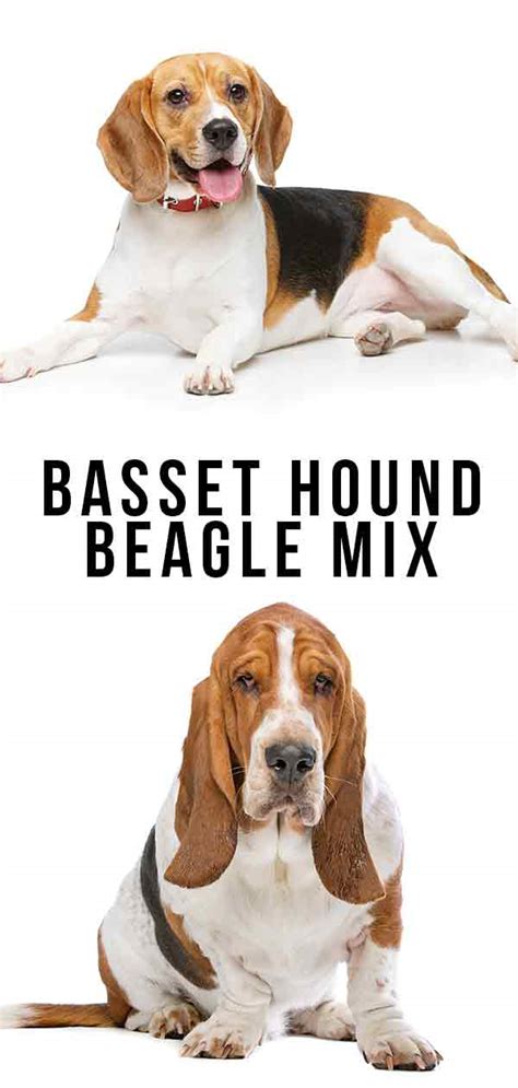 The other parent breed could be more easily trainable, but you will still want to be prepared for a potentially stubborn basset hound mix. Basset Hound Beagle Mix - Two Very Different Personalities Collide