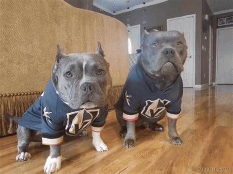 Two of the top 10 scorers are on the golden knights!? VGK Dogs GIF - VGK Dogs GoldenKnights - Discover & Share GIFs