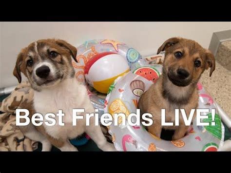 Get pumped by watching adorable and adoptable pups in our puppy bowl locker room cam. Puppy cam - live video of puppies playing and laying ...