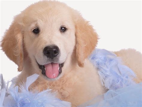 These cute, friendly golden retriever pups are family raised with lots of tlc and are very. Red Dawn Golden Retrievers: Professional Breeder of Golden ...