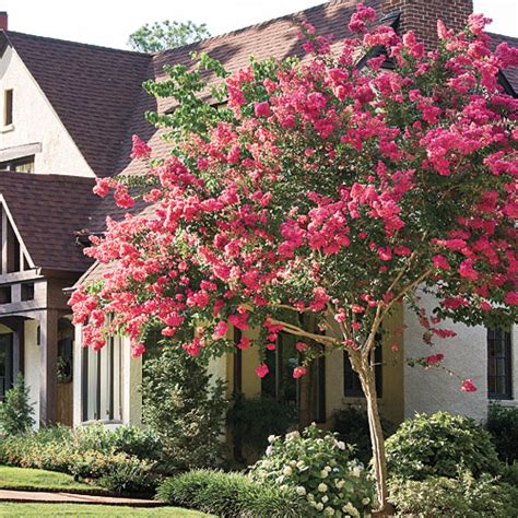 Photo #2/3 of crepe myrtle (lagerstroemia 'ebony glow'). The Complete Guide to Crepe Myrtle Trees - Southern Living
