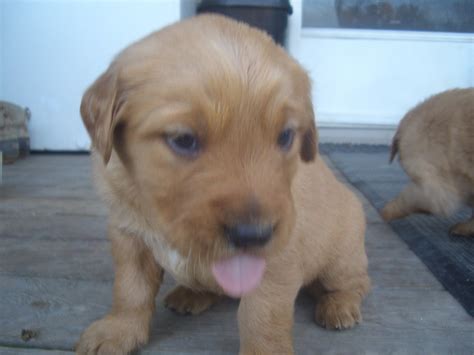 Purebred, at maturity will be 24 at the shoulder and between 50 and 60lbs. Golden Retriever Puppies For Sale | Wake Forest, NC #176520