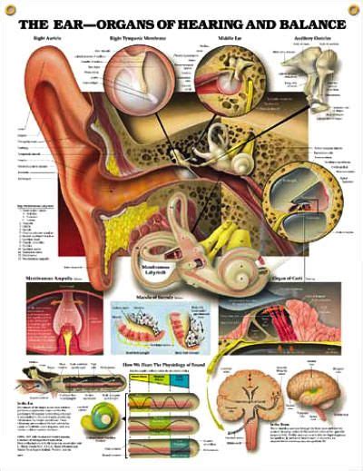 Human skeletal system parts functions diagram facts. The Ear: Organs of Hearing and Balance Chart 20x26 | Ear ...