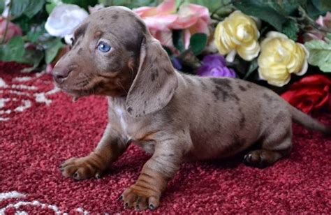 This pup gets tons of attention. Dapple Dachshund Puppies FOR SALE ADOPTION in Singapore ...