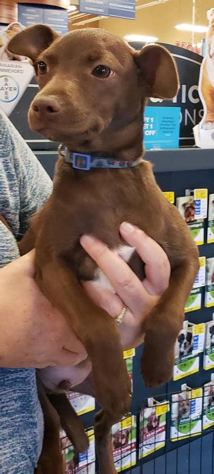 Royal palm beach blvd, royal palm beach, fl 33411 petsupermarket west palm beach|846 southern blvd, west palm beach, fl 33405. Pets for Adoption at Sparky and the Gang, in Long Beach ...