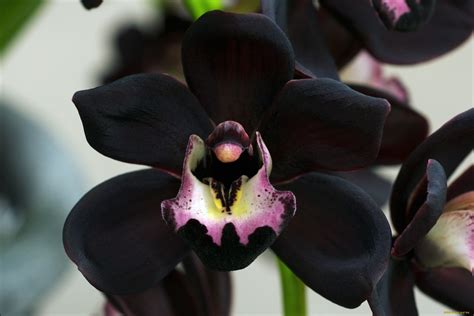 It has a strong and unpleasant odor of decaying flesh. Black Orchid Flower For Sale | The Garden
