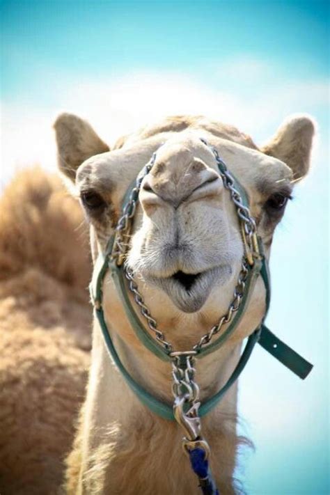 A camel might not be the first animal that comes to mind when you picture your mexican sojourn, but these hardy dromedaries are the perfect way to explore the desert and fascinating ecosystem of the baja outback. {title} (mit Bildern) | Kamele, Kamel, Lustige tiere