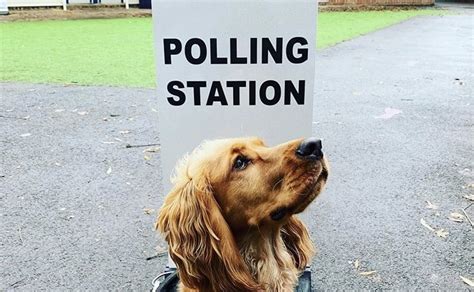 When you have the 8300 sms facility, why not tweak it a bit to include polling station information? Check Out These Adorable Pups At Brighton Polling Stations ...