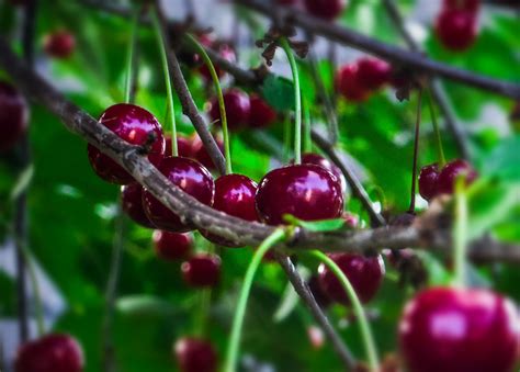 Der kirschbaum in nachbars garten steht in voller blüte und sieht wunderbar aus. aus.nachbars.garten Foto & Bild | spezial, sommer, natur ...