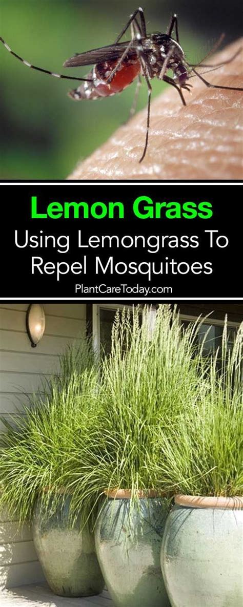 To reduce this electricity use, consider using power strips which will allow for a concise power down when unplugged. Does Lemongrass Repel Mosquitoes? | Lemongrass plant ...