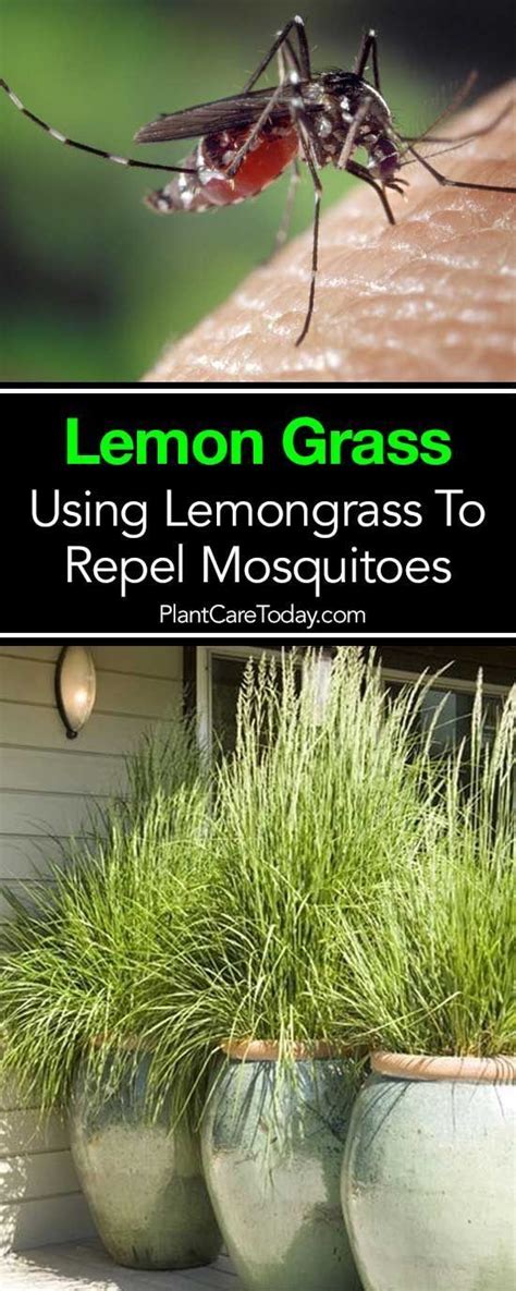 The most obvious electricity use culprits within our homes are the bulbs and fixtures that actually convert it to light. Does Lemongrass Repel Mosquitoes? | Lemongrass plant ...