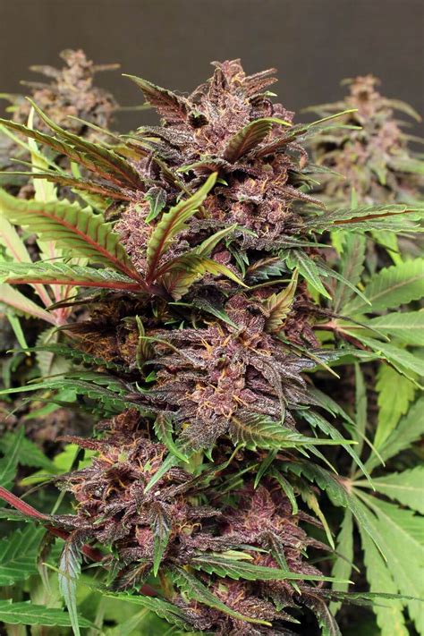 The prevention guide included resources on recognizing hazing with the organization, and how to steps as a member or advisor to prevent or stop hazing. Black Haze Strain Review - I Love Growing Marijuana
