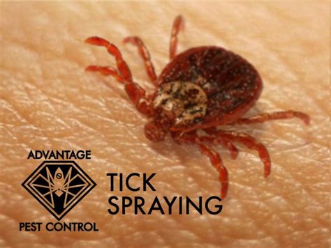 549 grove st worcester, massachusetts. Advantage Pest Control in Topsfield, MA & Manchester-by ...