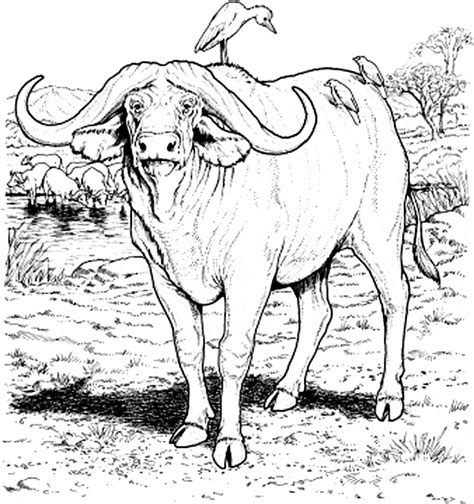 Free printable wild buffalo coloring page for kids to download, buffalo coloring pages Water Buffalo coloring - Free Animal coloring pages sheets ...