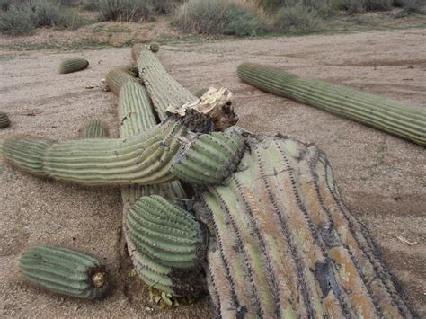 Saguaro cactus, which can live up to 200 years, are being felled to make way for president trump's border wall in arizona, prompting outrage from while they are common in organ pipe, arizona's saguaro national park is dedicated entirely to them. Prairie Rose Publications: Saguaro Cactus: Guardians Of ...