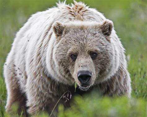 There were numerous bears in the states of baja, sonora and chihuahua. Wyoming Game And Fish Commission Approves Grizzly Bear ...