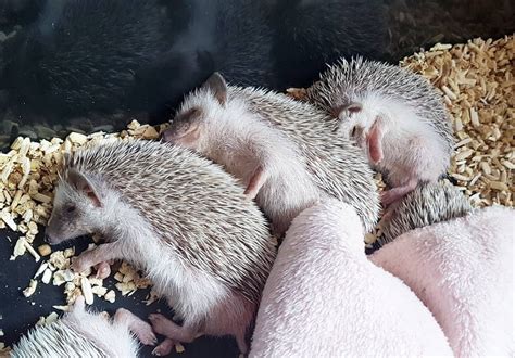 He comes with all vaccines up to date and aca papers. Hedgehog For Sale in Georgia (12) | Petzlover