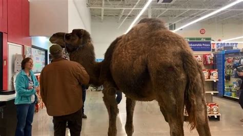 Donate to help pets in need. VIDEO: Man brings camel to Michigan PetSmart
