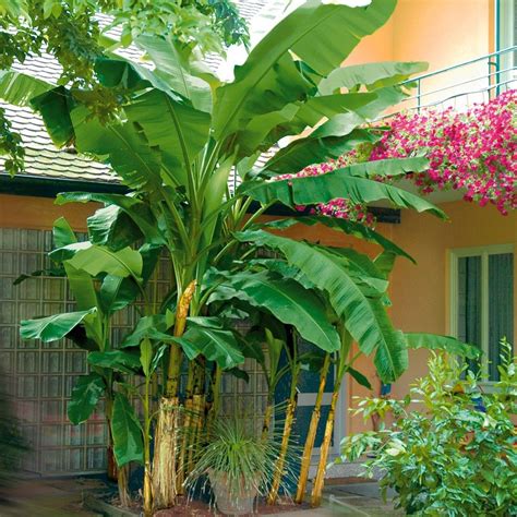 Weitere ideen zu winterharte pflanzen garten, gartenpools, pool im garten. Winterharte Bananenstaude Musa | Stauden, Bananenstaude ...