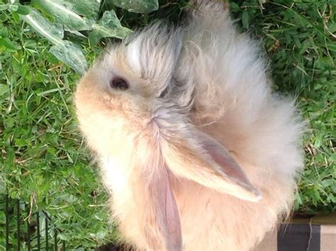 English mr president, in the north sea, along the flemish coast, people are hard at work clearing the wreck of the tricolor. FOR SALE: Flemish x Angora & English Angora Rabbits 4 Sale