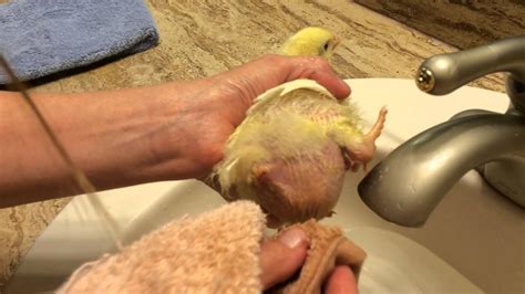 This will cool the baby or child and help to keep them hydrated. How to give a baby chick a bath, part 1 - YouTube