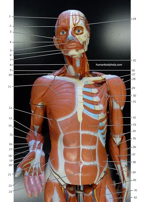 Thingiverse is a universe of things. Human Torso Anatomy Model Labeled : Human Model Torso ...