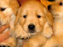 Virginia law allows puppies to be picked up as early as 7 weeks but as the breeder we look at each puppy on case by case basis and the earliest we would allow, should we deem the puppy ready, would be it could be. Puppies in Louisiana | Golden Retriever Breeder | Amite ...