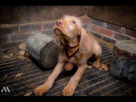 Vizsla puppies do require a consistent training program, however, their intelligence makes training both a joy and sometimes a frustration. Monty - Hungarian Vizsla Puppy - 2 Weeks Residential Dog ...