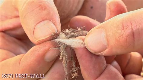 Camel spider is not like a small creature that often bites humans, camel spider actually does not attack humans unless provoked, this spider also because camel spiders do not chase humans to be devoured but rather they are animals that can follow motion. Spider Eggs In Your Garage - Bulwark Exterminating - YouTube