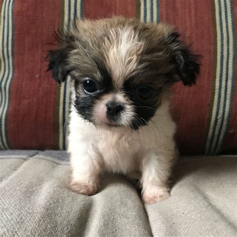 Pekinese puppies (also spelled pekingese) are a breed of toy dogs originating from china, and are distinguished by a flatter face that beams with cute. 7 Stunning Pekingese Puppies | Norwich, Norfolk | Pets4Homes