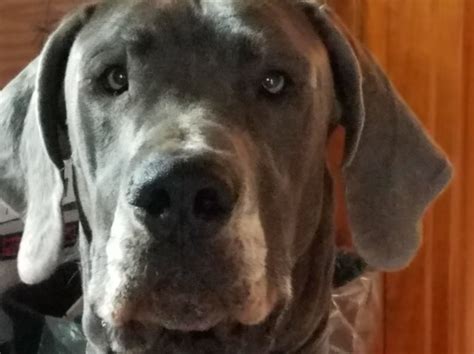 Why go to a dog breeder, cat breeder or pet store to buy a dog or. Lovelland Farms, Great Dane Stud in Markesan, Wisconsin
