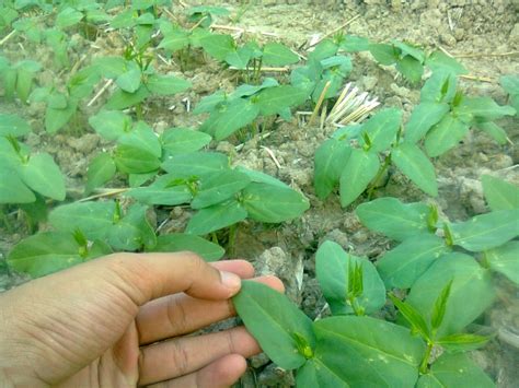 Tanah yg baik untuk pertanian adalah tanah humus karena banyak mengandung zah hara. Jenis Bakteri Pemfiksasi Nitrogen Bebas (N2) di Udara ...
