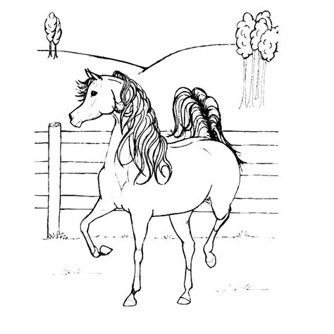 Paarden zijn dan ook prachtige dieren. Paarden kleurplaten :: Kleurplatenpagina.nl ~ boordevol ...