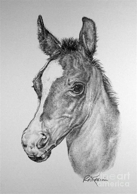 Put your face in the hole and become a rock star, a model or football play using one of our 250.000 scenarios. Face Of A Foal Drawing by Roy Anthony Kaelin
