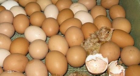 According to this question, we have few hatching process which are it is considerable to hatch quail eggs within 18 days by using alternative methods instead of using incubator. How to Use an Incubator to Hatch Eggs | how to incubate eggs