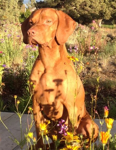 Oregon (& *washington) kennel name: Vizsla Stud Dog Registry @ JCW, USA State - Oregon, Vizslas, Vizsla Stud Dogs! OFA Passing Hip ...