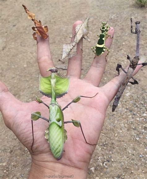 Are they good for your garden? 자연의 신비, 희귀한 사마귀 : 동아사이언스