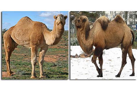 Arabian camels are a species of camel that only has one hump. Ilan Nga Ba ang Umbok sa Likod ng Kamelyo?