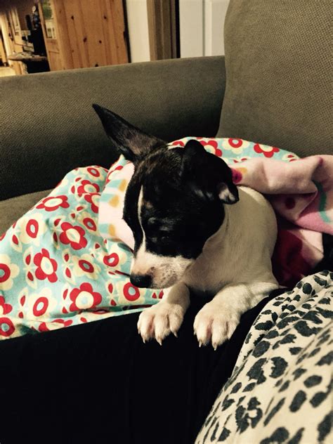 Maybe you would like to learn more about one of these? Daisy Pricilla, the French Bulldog-Jack Russell mix ...